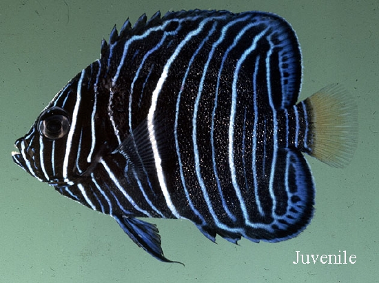  Pomacanthus maculosus (Yellowbar Angelfish, Map Angelfish, Maculosus Angelfish)